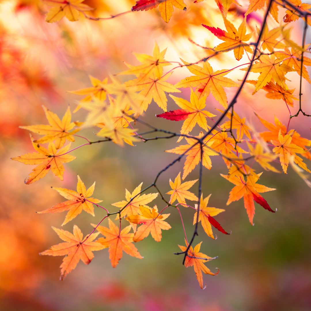 池袋本町としま商人まつり